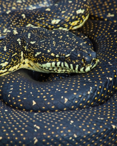 Diamond Python (Morelia spilotes) close-up - Australian Stock Image