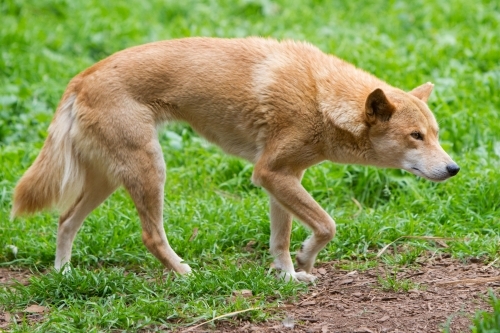 Dingo - Australian Stock Image