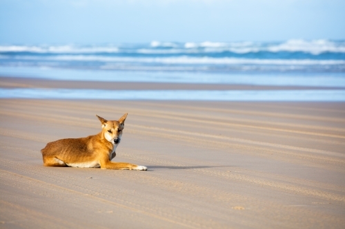 Dingo, Fraser Island - Australian Stock Image