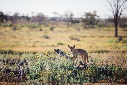 Dingo in paddock looking straight ahead - Australian Stock Image