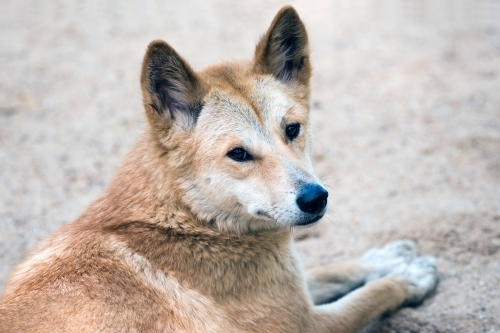 Dingo lying on a sandy surface looking over shoulder - Australian Stock Image