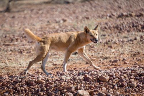 Dingo walking across a rocky outback landscape. - Australian Stock Image