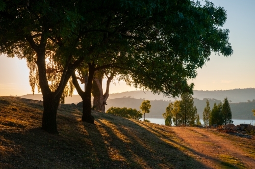 Dirt road leading past tree towards lake at sunset - Australian Stock Image