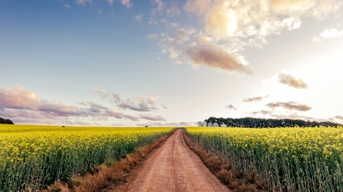 Dirt road through field of crops