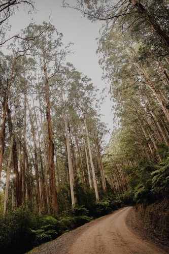 Dirt road through rainforest lined by gum trees - Australian Stock Image