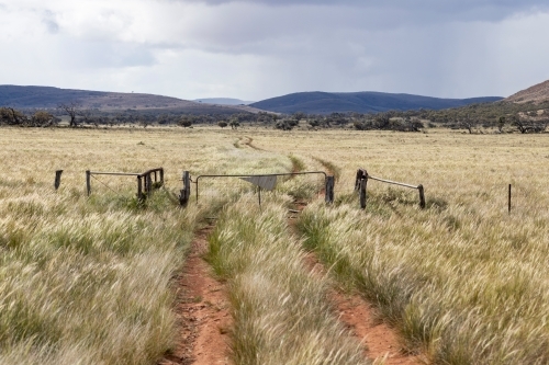 dirt track through native grasses in an outback landscape - Australian Stock Image