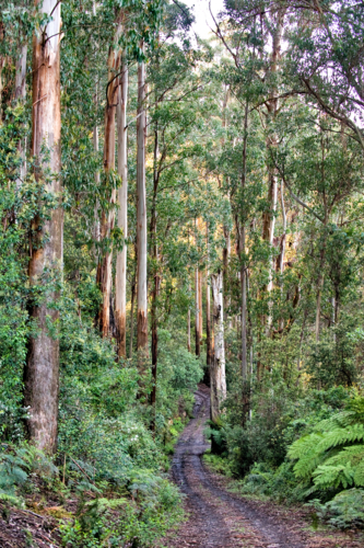 Dirt track winding through dense mountain ash forest in dappled afternoon light. - Australian Stock Image