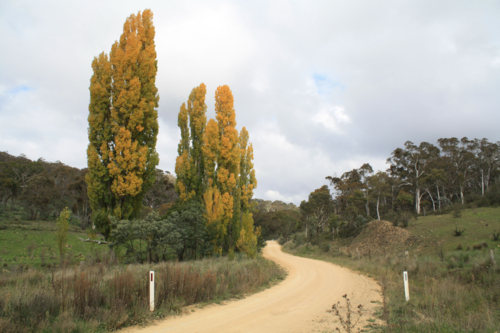 Dirt track with autumn trees - Australian Stock Image