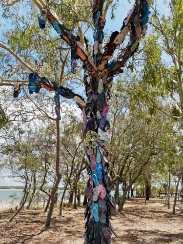Discarded thongs flip flops and shoes nailed to a coastal tree