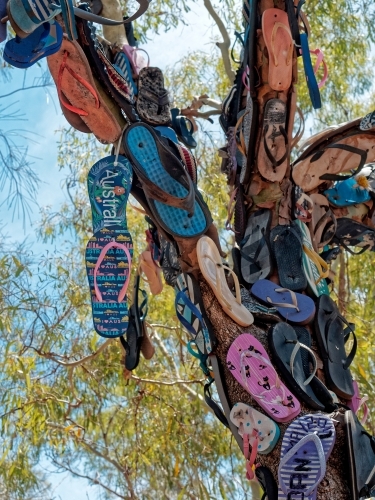 Discarded thongs flip flops floppies and shoes nailed to a tall coastal tree - Australian Stock Image