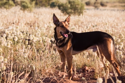 Dog amongst the wild flowers - Australian Stock Image
