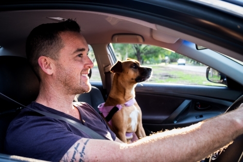 Dog and Smiling Man sitting in Silver Car - Australian Stock Image