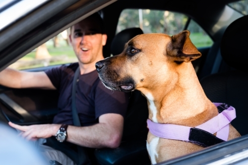 Dog and smiling man sitting in silver car looking out window ready for road trip - Australian Stock Image