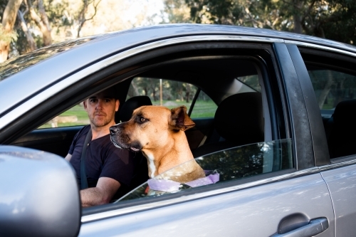 Dog and smiling man sitting in silver car looking out window ready for road trip - Australian Stock Image