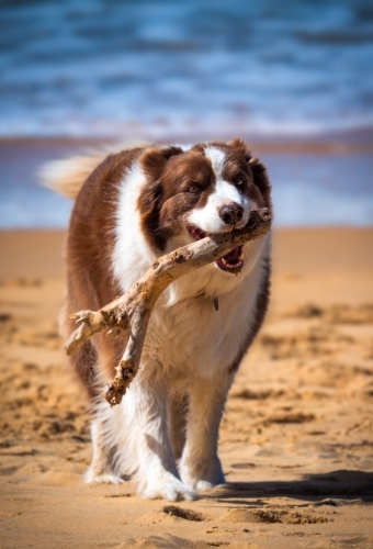 Dog at the Beach with a Stick