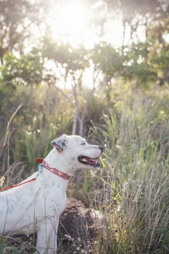 Dog going for bushwalk - Australian Stock Image