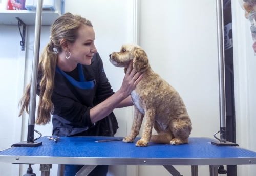 Dog grooming a cavoodle - Australian Stock Image