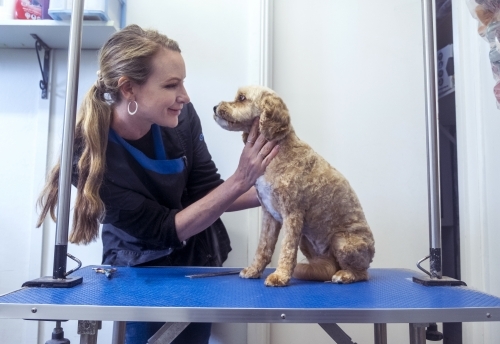 Dog grooming a cavoodle