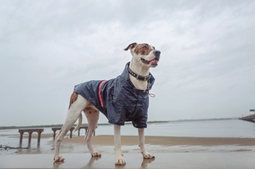 dog in a raincoat in the rain - Australian Stock Image