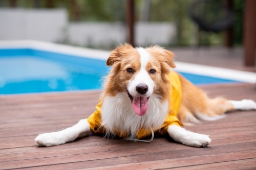 dog in a winter coat - Australian Stock Image