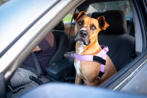 Dog in Car looking out on the window - Australian Stock Image