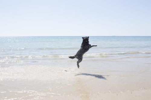 Dog jumping in the ocean - Australian Stock Image