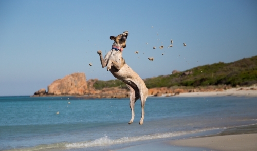 Dog Jumping on the Beach - Australian Stock Image