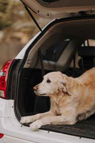 dog loaded into the car boot. - Australian Stock Image