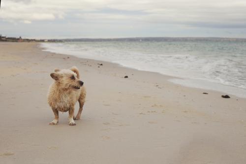 dog looking out to sea on the beach