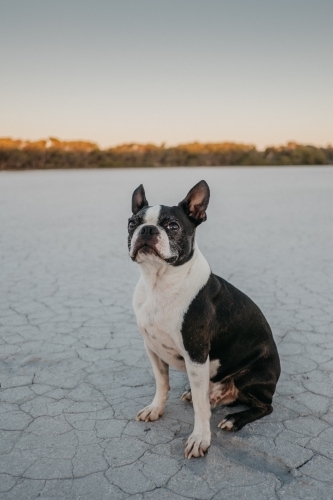 Dog looking outback - Australian Stock Image