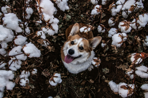 Dog looking up amongst cotton - Australian Stock Image