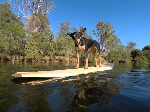 Dog on a surfboard in a river - Australian Stock Image