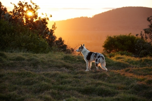 Dog on mountain at sunset