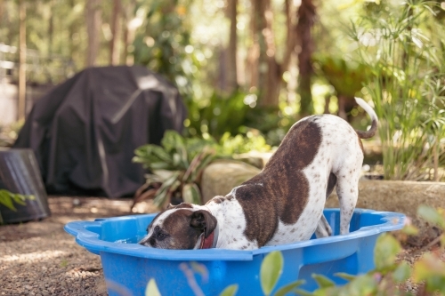 Dog playing in backyard paddling pool on hot summer day - Australian Stock Image