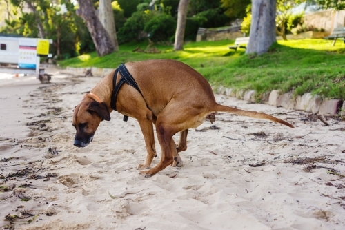 dog pooing on the beach