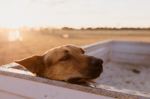 Dog resting at the back of the ute tray at sunset on farm - Australian Stock Image