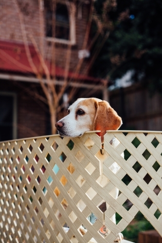 Dog resting head on fence