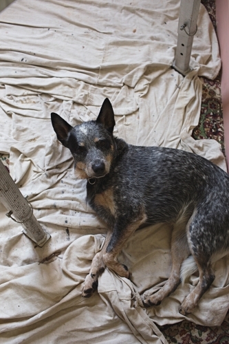 Dog resting on tarp whilst renovating / painting