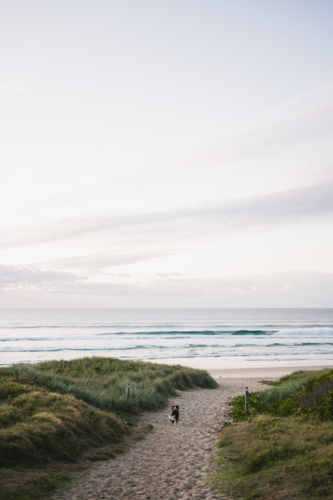 dog running down to the beach - Australian Stock Image