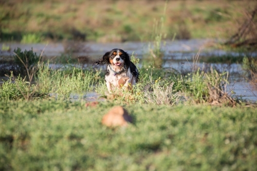 Dog running on the grass field along the river bank - Australian Stock Image