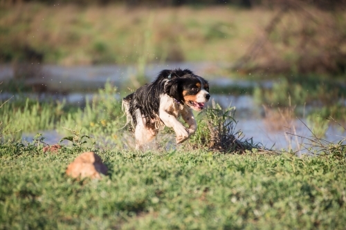 Dog running out of water - Australian Stock Image