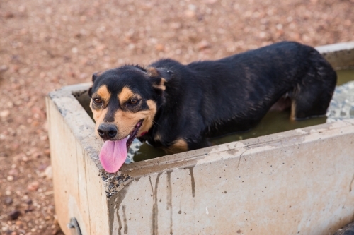 Dog standing in a trough - Australian Stock Image