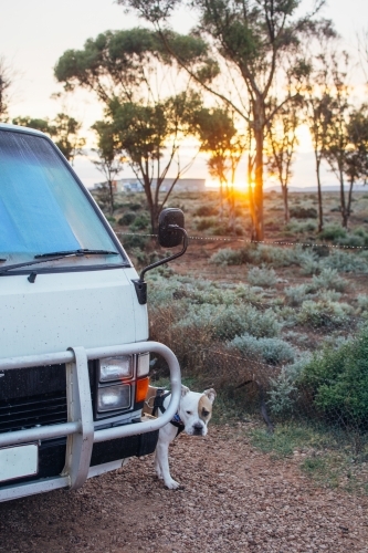 Dog standing near camper van at sunrise