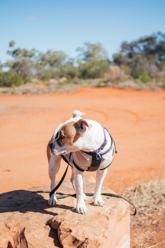 Dog standing on a rock at roadside stop - Australian Stock Image