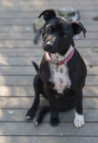 Dog tilting head whilst sitting - Australian Stock Image