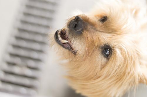 Dog waiting for food - Australian Stock Image
