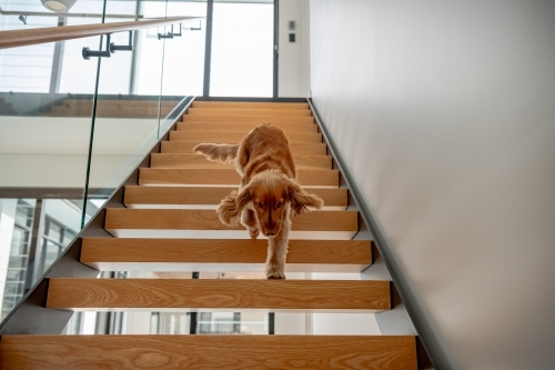 Dog walking down wooden stairs in house - Australian Stock Image