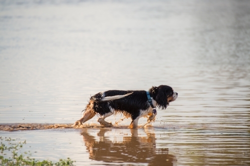 Dog walking in water - Australian Stock Image