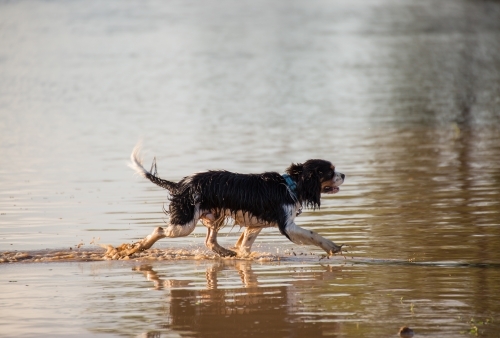 Dog walking in water - Australian Stock Image