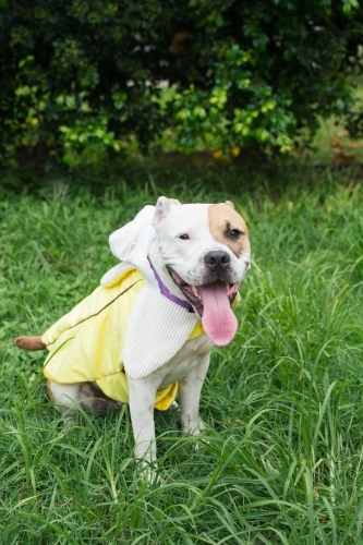 Dog wearing a banana costume - Australian Stock Image
